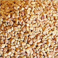 Manufacturers Exporters and Wholesale Suppliers of Fenugreek Seeds Ahmedabad Gujarat